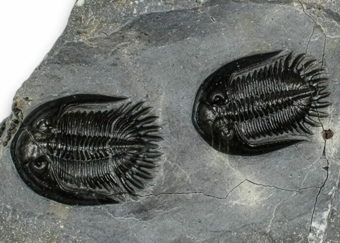 Two Beautiful Mrakibina Trilobites - Mrakib, Morocco #352624